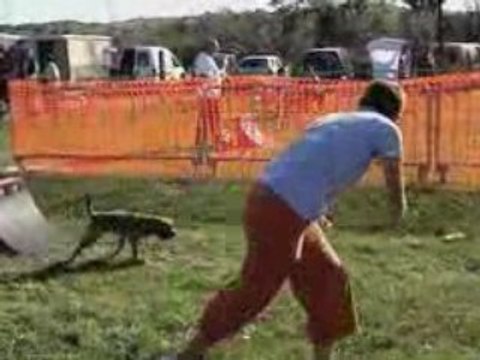 CCF Club Canin Forezien - Flyball- Agility 2008