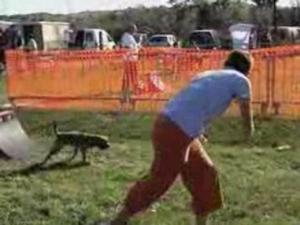 CCF Club Canin Forezien - Flyball- Agility 2008