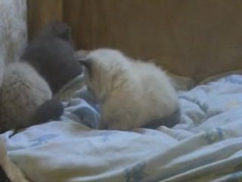 chaton persan siamois