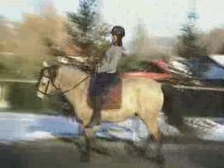 Séance mise en selle