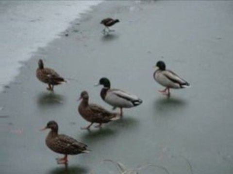 Où vont les canards quand la mare est gelé?