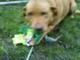 hoggar le chien