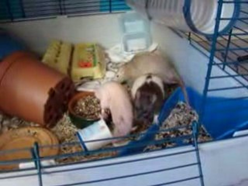 Rats decouvrent yahourt