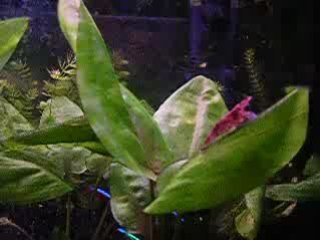 red cherry 10.01.09 (13)