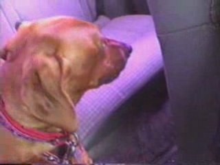 Paseo con la Toosy Cachorra