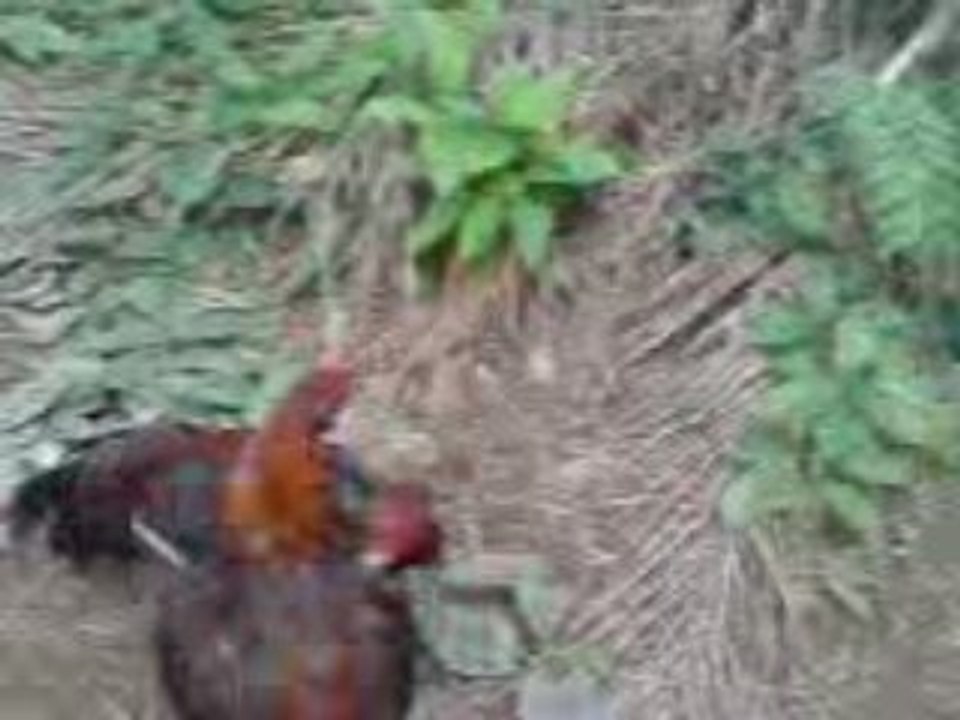 Hitam
