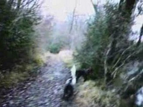 EPAGNEUL DE SAINT USUGE chasse à la bécasse au bord du rhone
