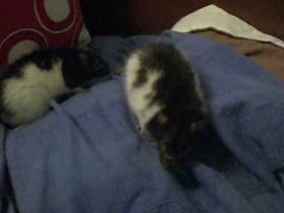 le gout amer de la défaite