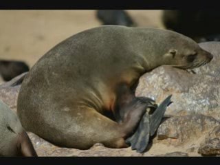 Diaporama Cape Cross