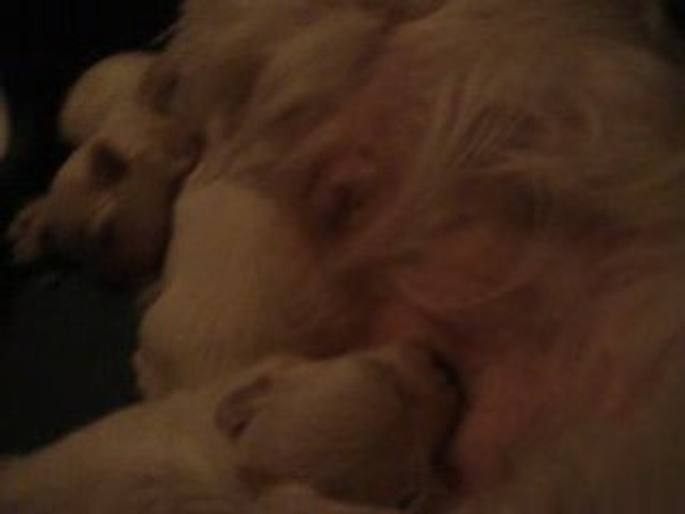 bébés valse 2
