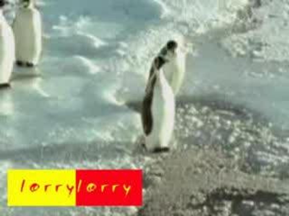 Pinguin Mobbing 1