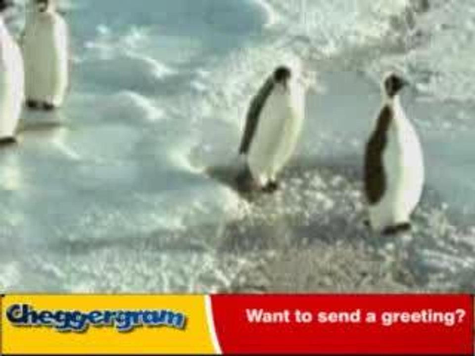 Pinguin Mobbing 2