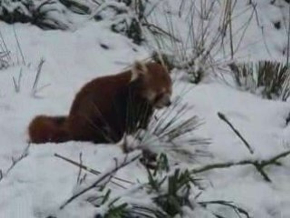 panda roux dans la neige