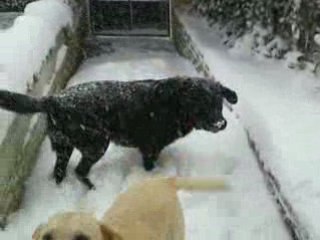 Vador et Candy sous la neige à Marignane!!!!!!!!