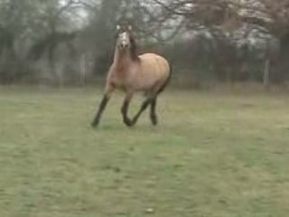 BOBTAIL DU SAULT c'est bien lui el + beau !!