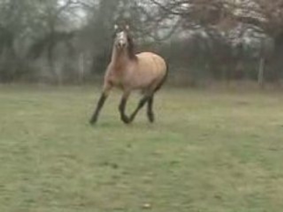BOBTAIL DU SAULT c'est bien lui el + beau !!