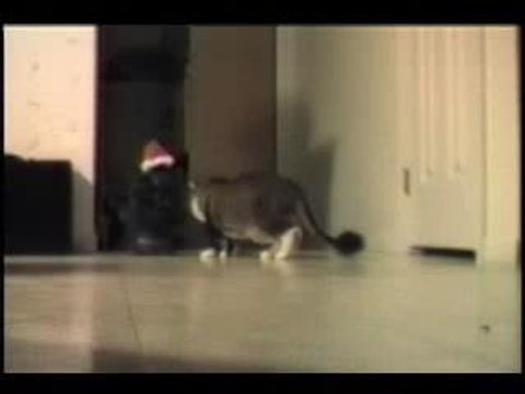 Katzen Witzbolde