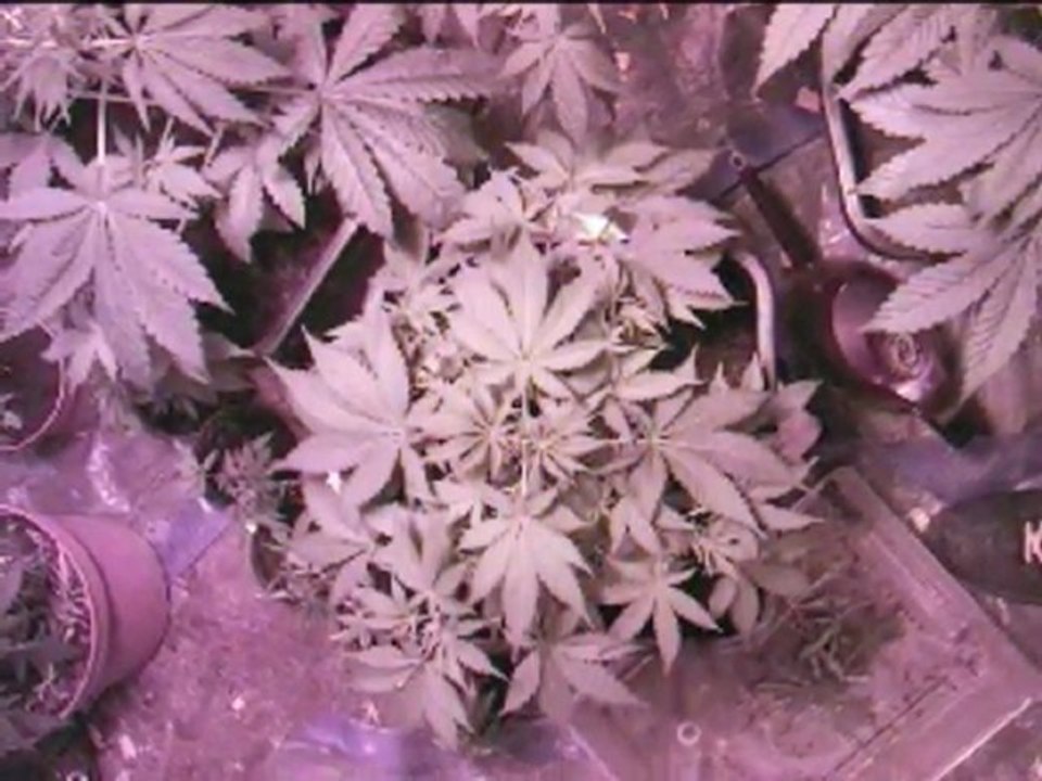 Culture de weed