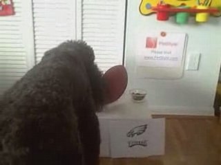 Poodle Picks the Winner of Eagles at Cardinals