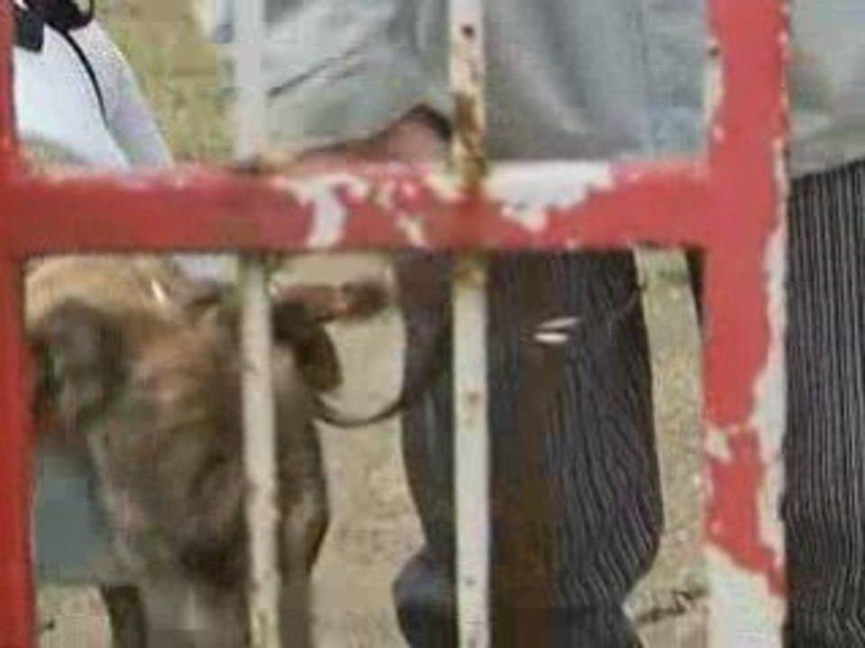 RSPCA claims dog coats could constitute abuse