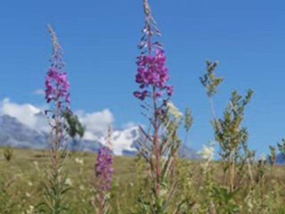 ANGEL DES MONTAGNES ETE 2008