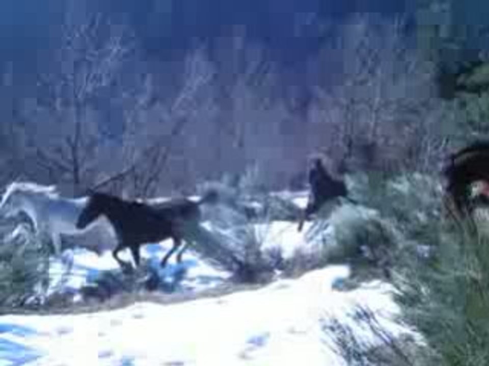 galop