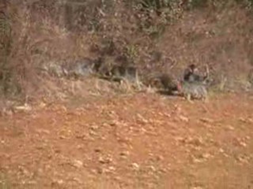 chasse du lièvre avec des griffons bleus