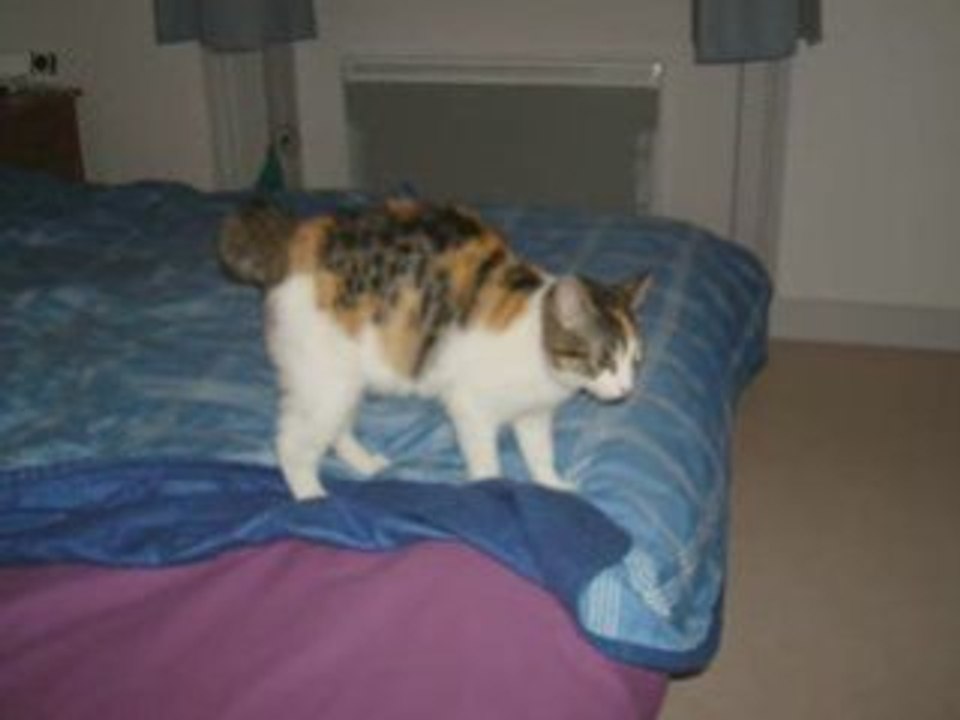 Dixie Janv.2009