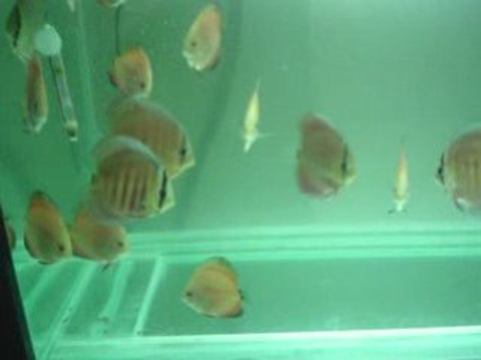 supersanmerah yavrular 30.gün