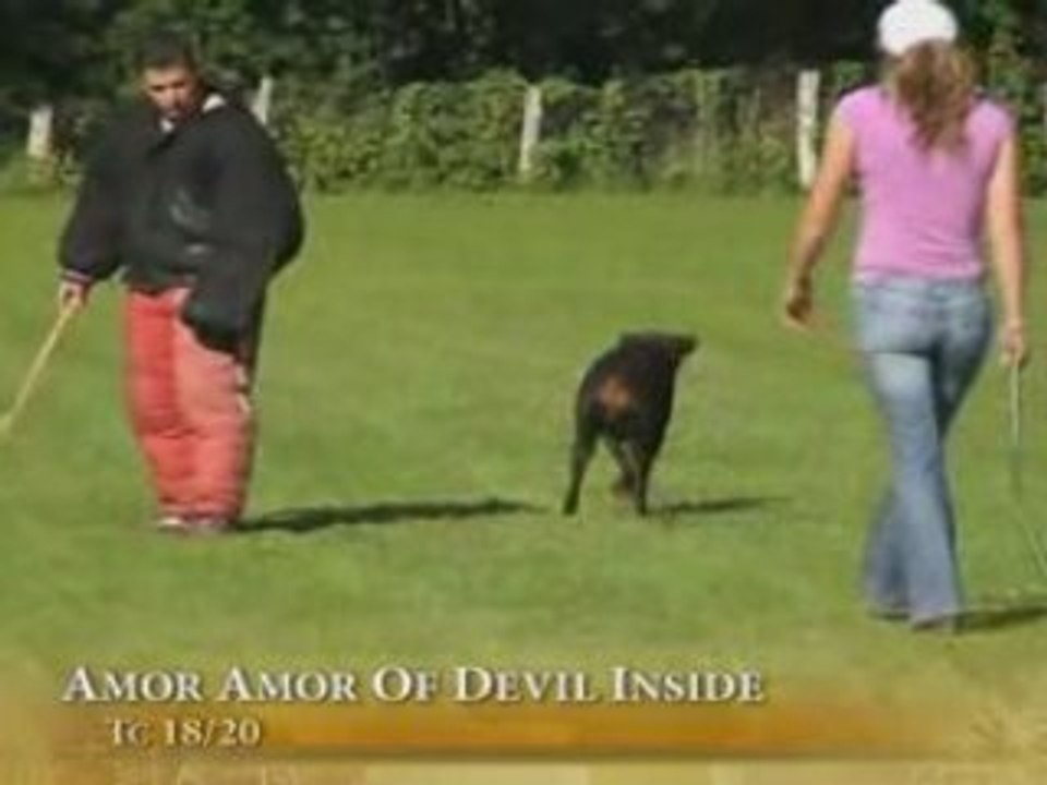 amor