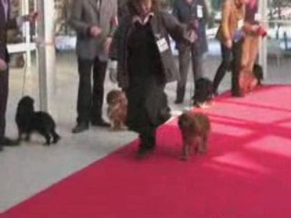 PARIS DOG SHOW 2009 CRYSTAL