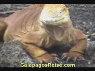 Galapagos islands cruise. Lonely George