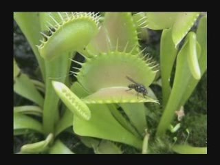 La bio aux deux visages