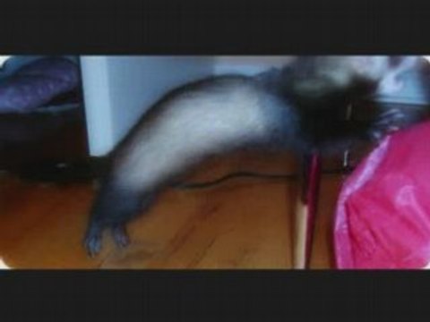 Jade - L'experte en sauts