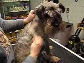 epilation schnau, grattage sous poil