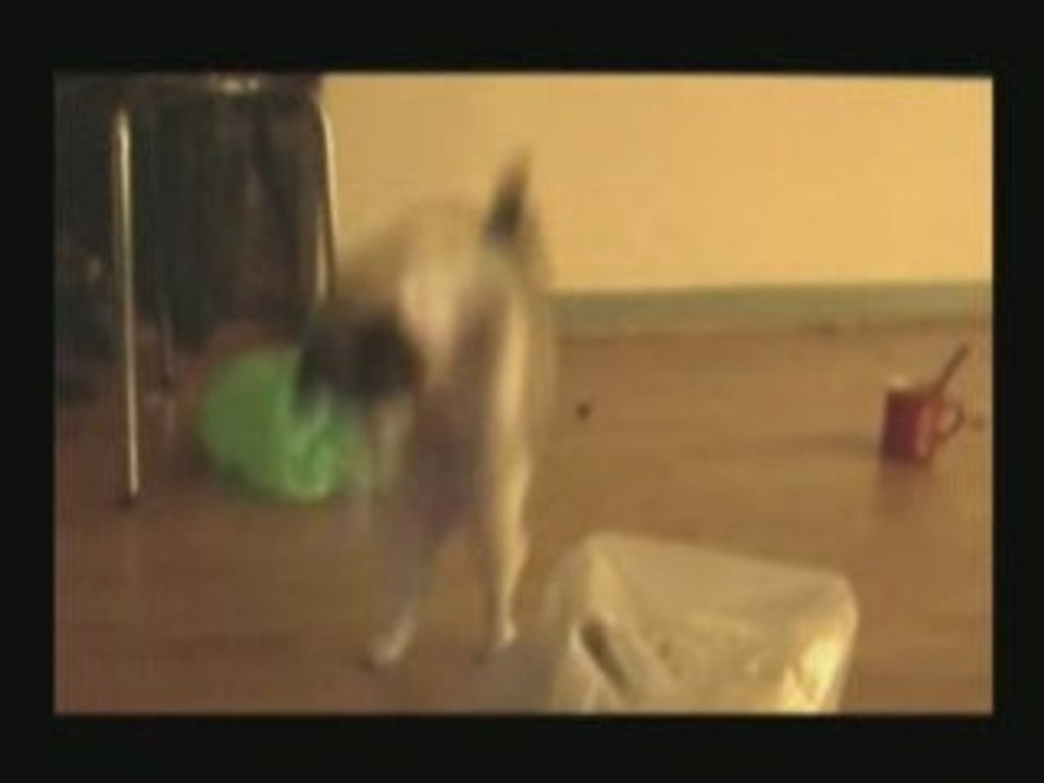 Hilarious JUMPING CAT