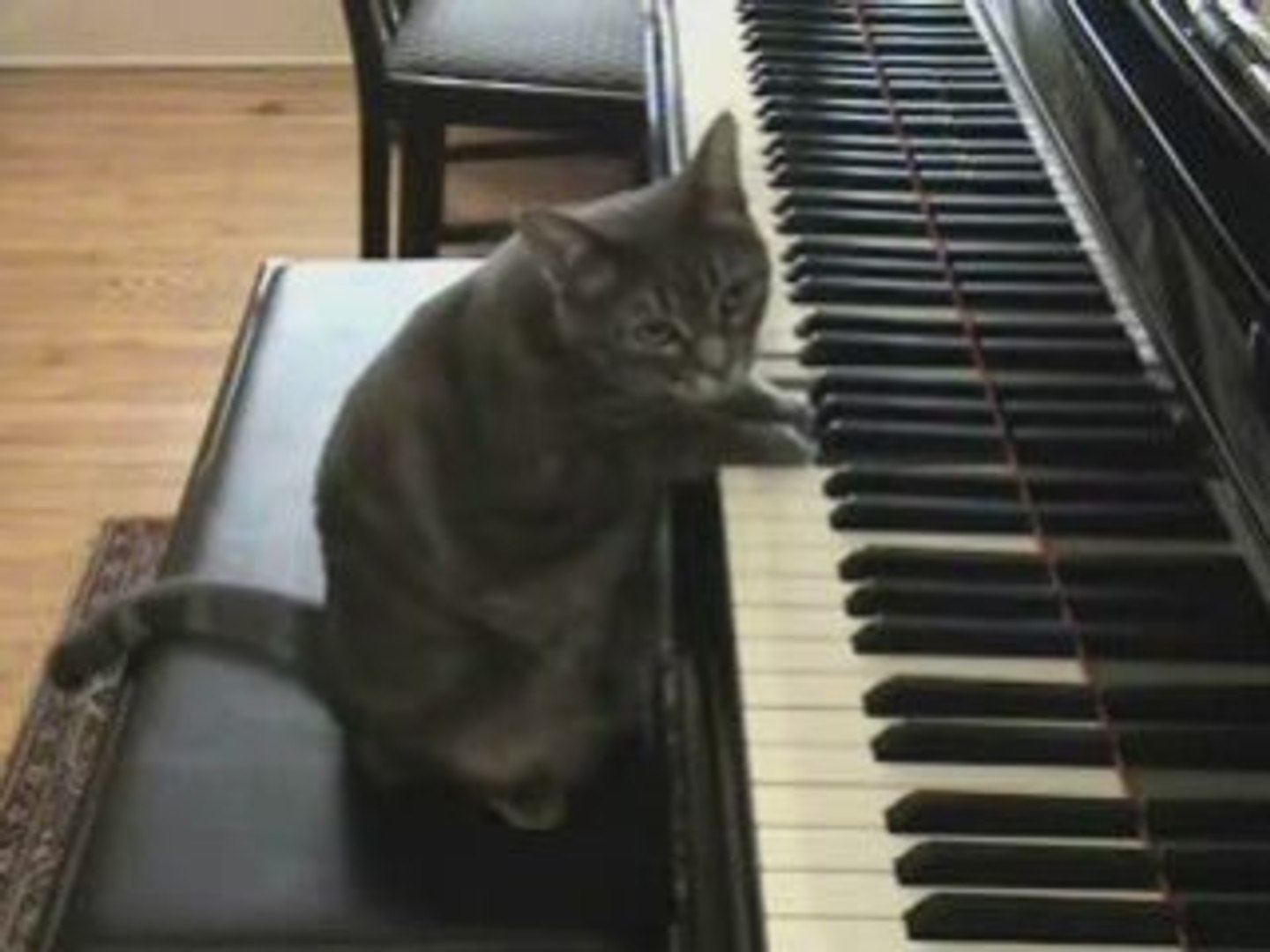 AMY CHOPIN WINEHOUSE CAT CLIP ANIMAUX CHAT HUMOUR DROLE LOVE - Vidéo  Dailymotion