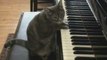 AMY CHOPIN WINEHOUSE CAT CLIP ANIMAUX CHAT HUMOUR DROLE LOVE