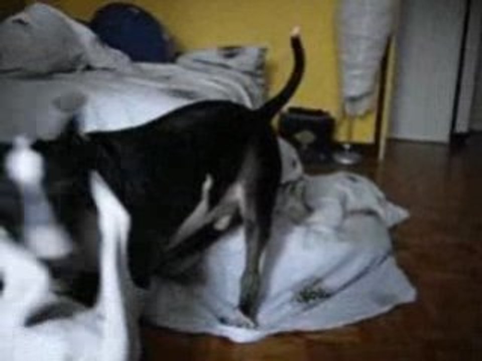 Bip BIP et le coyotte