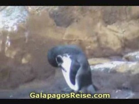 Darwins Galapagos Islands video penguins