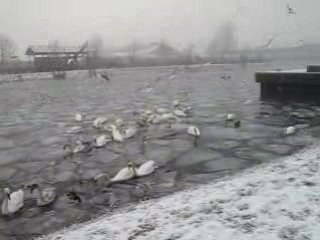 CYGNES ET MOUETTES DANS LE PORT DU RHIN
