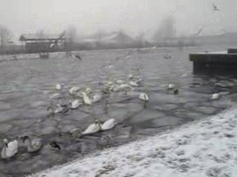 CYGNES ET MOUETTES DANS LE PORT DU RHIN