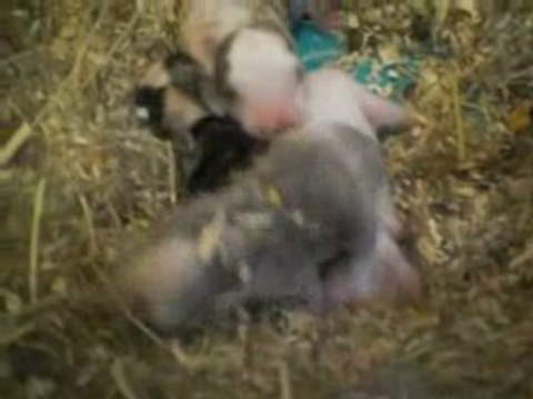 Mes Bébés Lapins LooL