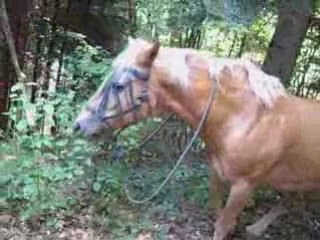 Hommage a Colombine King