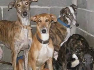 Galgos