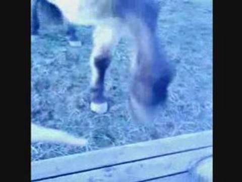 En attendant le maréchal puis Ody pieds nus ;-)