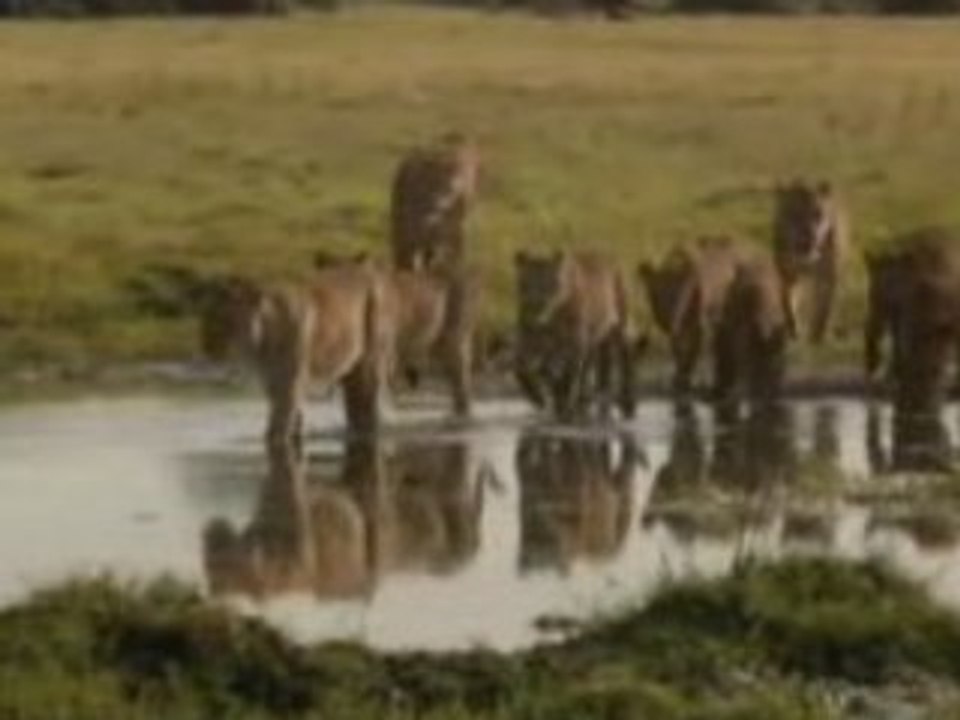Duel dans l'okavango part2