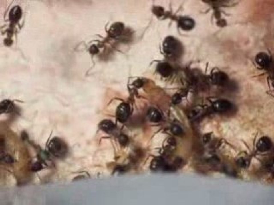 Repas emarginatus01