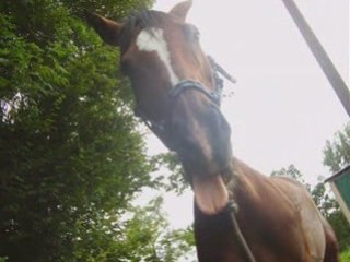 iago et les jeux équestres