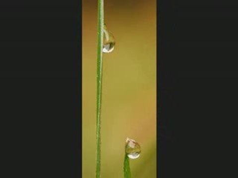 Photos macro et nature